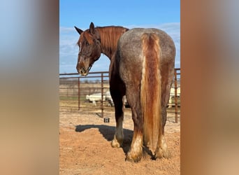 Percheron, Jument, 9 Ans, 168 cm, Rouan Rouge
