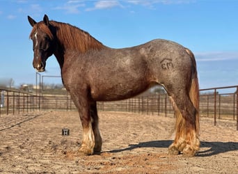 Percheron, Jument, 9 Ans, 168 cm, Rouan Rouge