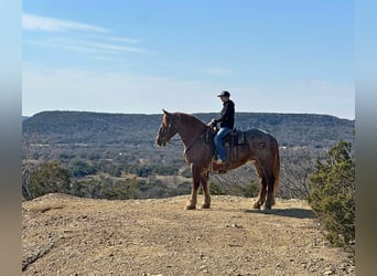 Percheron, Jument, 9 Ans, 168 cm, Rouan Rouge