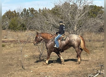 Percheron, Jument, 9 Ans, 168 cm, Rouan Rouge