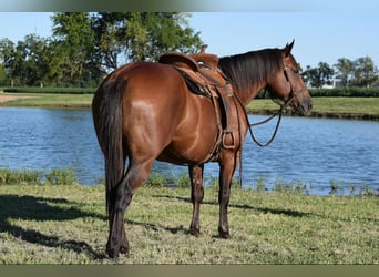 Percheron, Stute, 10 Jahre, 16,3 hh, Rotbrauner