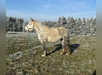 Percheron Mix, Mare, 12 years, 15,3 hh, Gray