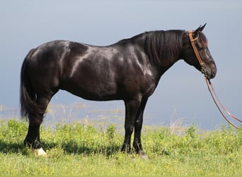 Percheron, Mare, 12 years, 16,1 hh, Black