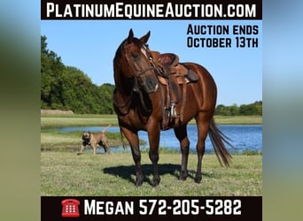 Percheron, Mare, 12 years, 16.3 hh, Bay