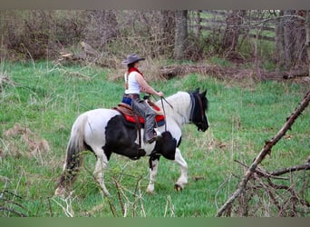 Percheron, Mare, 12 years, 17 hh, Tobiano-all-colors