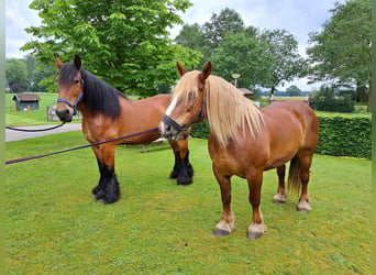 Percheron, Mare, 13 years, 15,2 hh, Brown