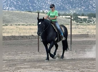 Percheron Mix, Mare, 13 years, 15,3 hh, Black