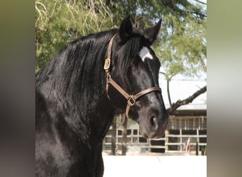 Percheron Mix, Mare, 13 years, 15,3 hh, Black