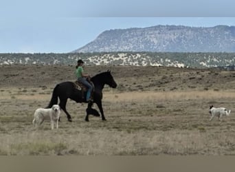 Percheron Mix, Mare, 13 years, 15,3 hh, Black