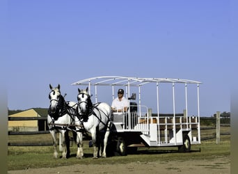 Percheron, Stute, 13 Jahre, 16,3 hh, Schimmel