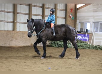 Percheron, Mare, 18 years, Black