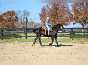 Percheron, Mare, 18 years, Black