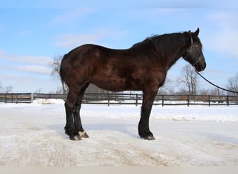 Percheron, Mare, 18 years, Black