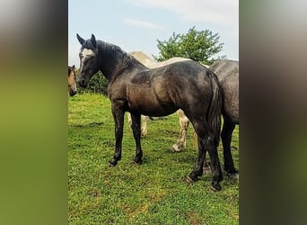 Percheron, Mare, 2 years, 17 hh