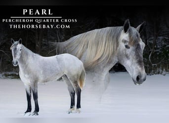 Percheron Mix, Mare, 3 years, 15,2 hh, Gray