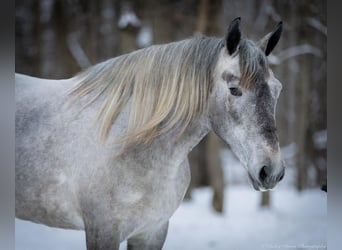 Percheron Mix, Mare, 3 years, 15,2 hh, Gray