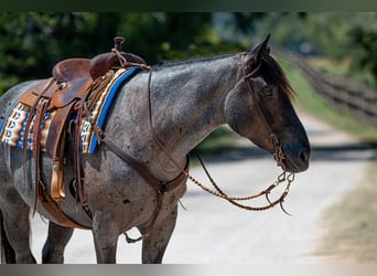 Percheron Mix, Stute, 3 Jahre, 15,2 hh, Roan-Blue