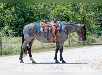 Percheron Mix, Mare, 3 years, 15,2 hh, Roan-Blue