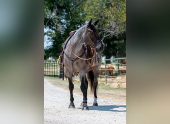 Percheron Mix, Stute, 3 Jahre, 15,2 hh, Roan-Blue