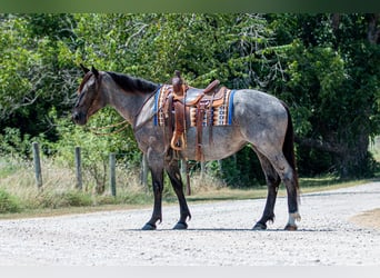 Percheron Mix, Stute, 3 Jahre, 15,2 hh, Roan-Blue