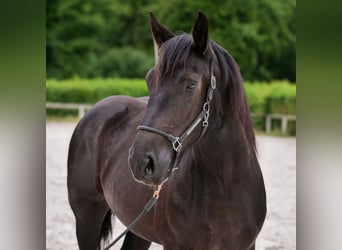 Percheron, Mare, 3 years, 15,2 hh, Black