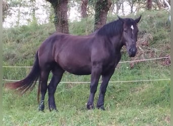 Percheron, Mare, 3 years, 16,2 hh, Black