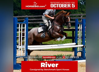 Percheron Mix, Mare, 3 years, 16 hh, Roan-Red