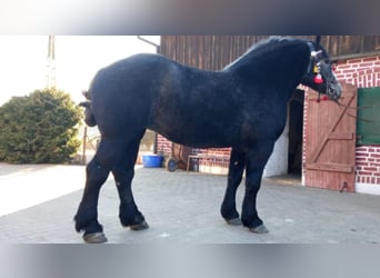 Percheron, Mare, 3 years, 17,2 hh, Gray