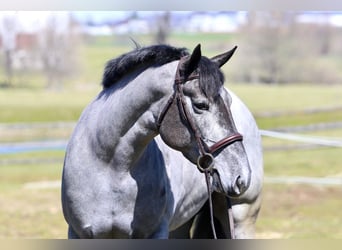 Percheron Mix, Mare, 4 years, 15.2 hh, Grey