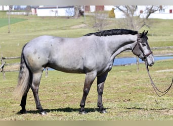 Percheron Mix, Mare, 4 years, 15.2 hh, Grey