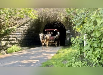 Percheron Mix, Mare, 4 years, 15.2 hh, Palomino