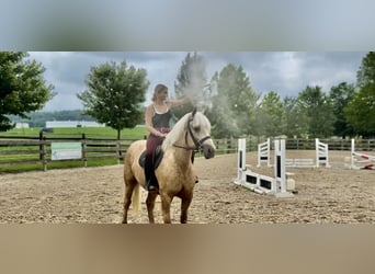 Percheron Mix, Mare, 4 years, 15.2 hh, Palomino