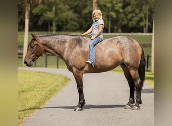 Percheron Mix, Mare, 4 years, 15.2 hh, Roan-Bay