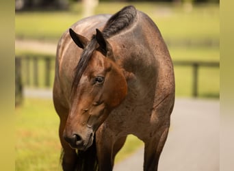 Percheron Mix, Mare, 4 years, 15.2 hh, Roan-Bay
