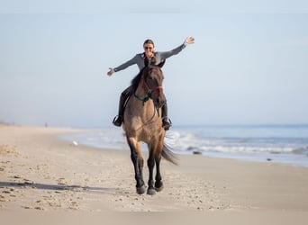 Percheron Mix, Mare, 4 years, 15.2 hh, Roan-Bay