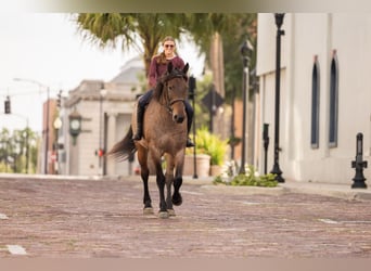 Percheron Mix, Mare, 4 years, 15.2 hh, Roan-Bay