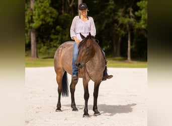 Percheron Mix, Mare, 4 years, 15.2 hh, Roan-Bay