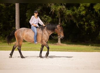 Percheron Mix, Mare, 4 years, 15.2 hh, Roan-Bay