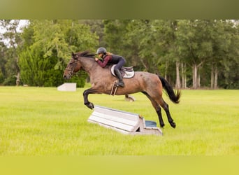 Percheron Mix, Mare, 4 years, 15.2 hh, Roan-Bay