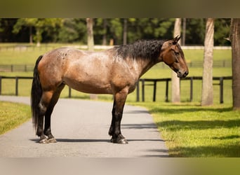 Percheron Mix, Mare, 4 years, 15.2 hh, Roan-Bay