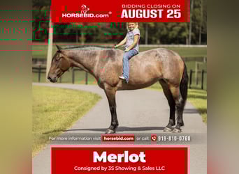 Percheron Mix, Mare, 4 years, 15.2 hh, Roan-Bay