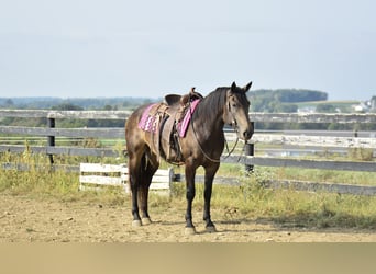 Percheron Mix, Mare, 4 years, 15.3 hh, Buckskin