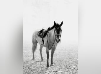 Percheron Mix, Mare, 4 years, 15,2 hh, Grey
