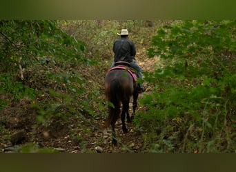 Percheron Mix, Mare, 4 years, 15,3 hh, Buckskin