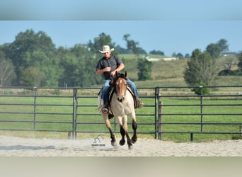 Percheron Mix, Mare, 4 years, 15,3 hh, Roan-Bay
