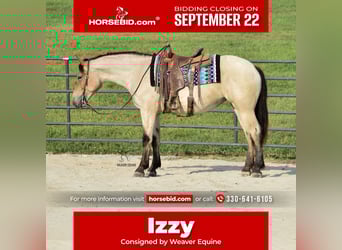 Percheron Mix, Mare, 4 years, 15,3 hh, Roan-Bay
