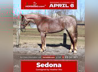 Percheron Mix, Mare, 4 years, 16.1 hh, Roan-Red