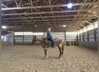 Percheron Mix, Mare, 4 years, 16.1 hh, Roan-Red