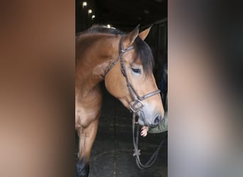 Percheron Mix, Mare, 4 years, 16 hh, Bay