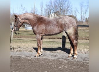 Percheron Mix, Mare, 4 years, 16,1 hh, Roan-Red